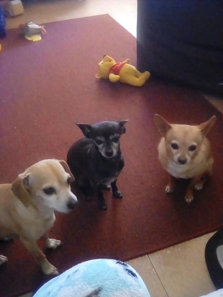 Readers pet photos